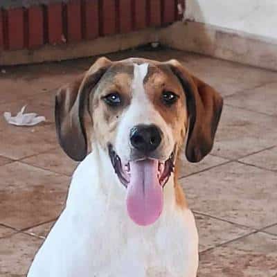 Griekse adoptiehond: Pepper, Reu van 1 jr en 4 mnd oud.