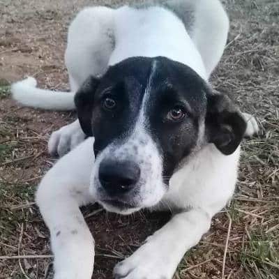 Adoptiehond Zuzu