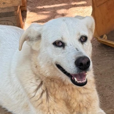 Griekse adoptiehond: Bell, Teef van 6 jr en 5 mnd oud.