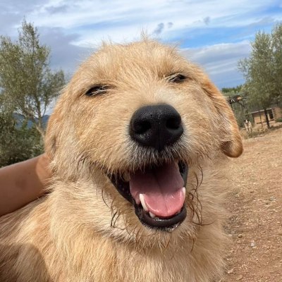 Griekse adoptiehond: Beni, Reu van 2 jr en 5 mnd oud.