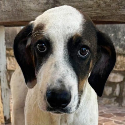 Griekse adoptiehond: Bolek, Reu van 0 jr en 5 mnd oud.