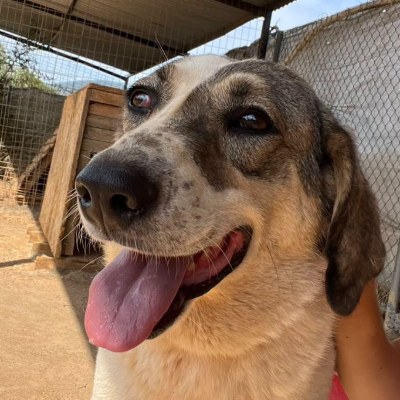 Griekse adoptiehond: Francoise, Teef van 5 jr en 8 mnd oud.