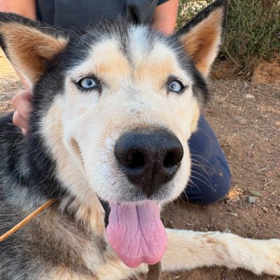 Griekse adoptiehond: Grey, Reu van 7 jr en 3 mnd oud.