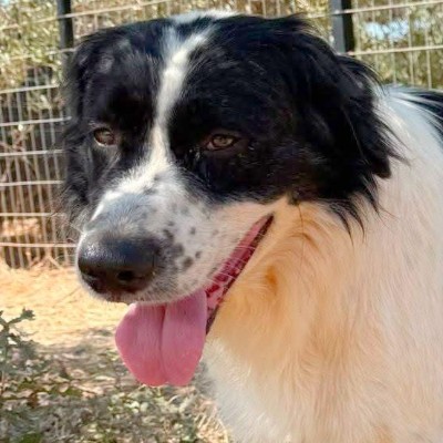 Griekse adoptiehond: Joy, Reu van 5 jr en 6 mnd oud.