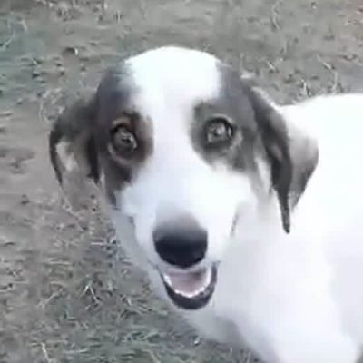 Griekse adoptiehond: Joyce, Teef van 1 jr en 3 mnd oud.