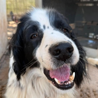Griekse adoptiehond: Malin, Reu van 11 jr en 3 mnd oud.