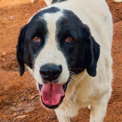 Griekse adoptiehond: Mellon, Reu van 5 jr en 7 mnd oud.