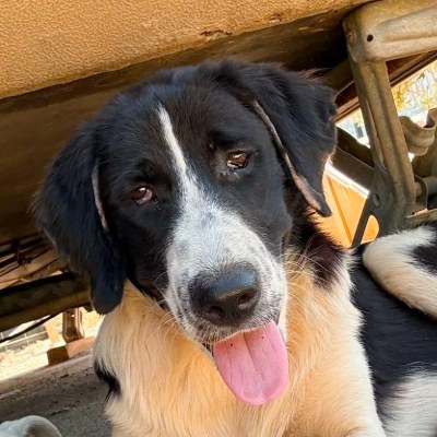 Griekse adoptiehond: Pearl, Teef van 0 jr en 8 mnd oud.