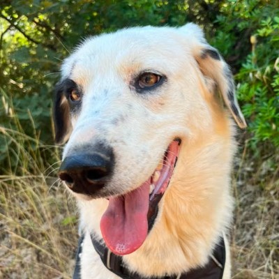Griekse adoptiehond: Piratina, Teef van 1 jr en 11 mnd oud.