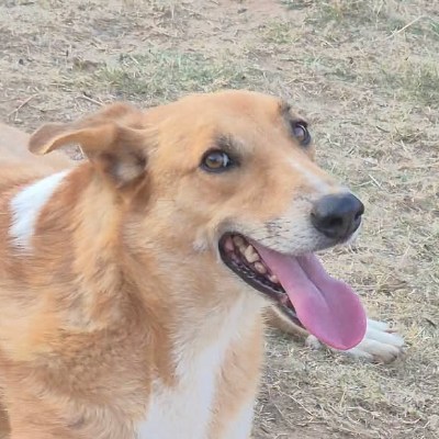 Griekse adoptiehond: Wilbur, Reu van 5 jr en 5 mnd oud.