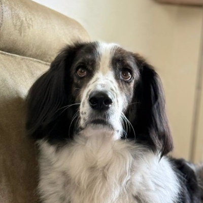 Griekse adoptiehond: Yuki (super spoed i.v.m. allergie huidige baasje), Reu van 5 jr en 4 mnd oud.