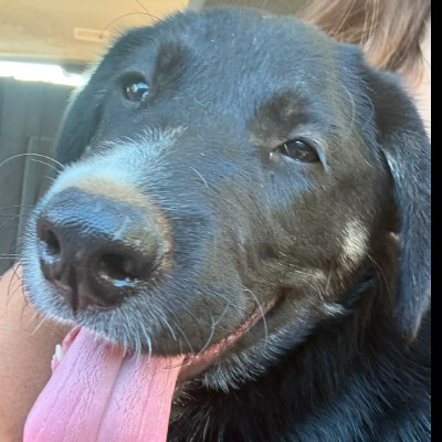 Griekse adoptiehond: Artis, Reu van 0 jr en 5 mnd oud.
