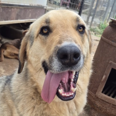 Griekse adoptiehond: Red, Reu van 3 jr en 3 mnd oud.