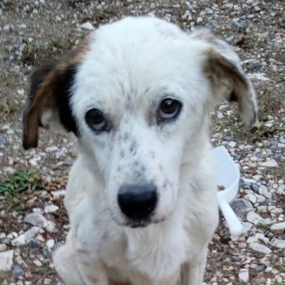 Griekse adoptiehond: Roulis, Reu van 5 jr en 4 mnd oud.