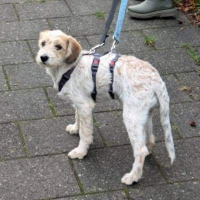 Familie Kools over de adoptie van Griekse adoptiehond Amelie