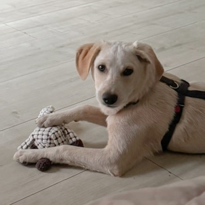 Adoptiehond Casper in zijn nieuwe huisje bij Sandra