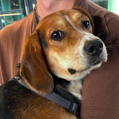 Recensie over de adoptie van Toby (Beanie)