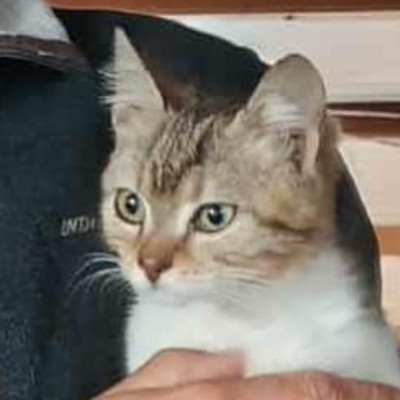 Griekse adoptiekat: Pavlina, Poes van 1 jr en 1 mnd oud.