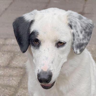 Griekse adoptiehond: Piratina, Teef van 1 jr en 11 mnd oud.