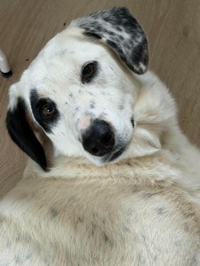 Griekse adoptiehond: Piratina, Teef van 2 jr en 0 mnd oud.
