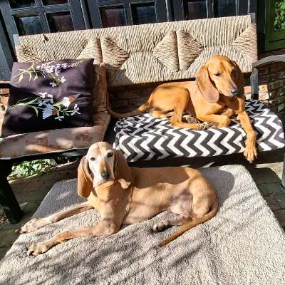 Recensie van Bianca over de adoptie van Griekse zwerfhond Gucci