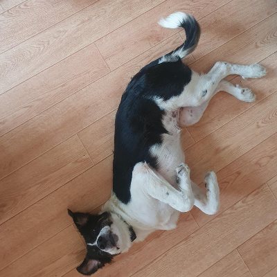Recensie over Griekse Adoptiehond Luna