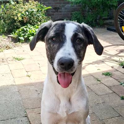 Recensie door adoptant van Griekse zwerfhond Roxy