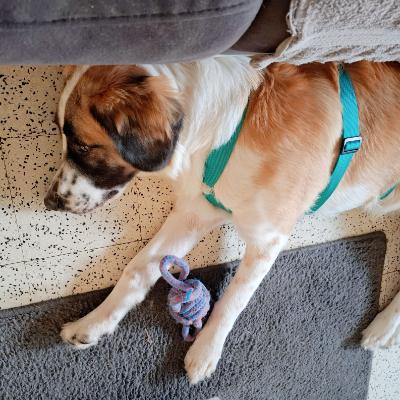 Griekse adoptiehond Niko in zijn nieuwe huis