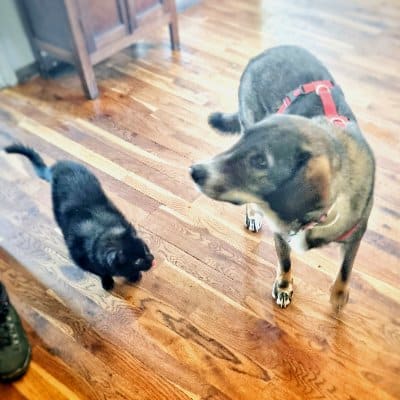Foto van adoptiehond Ted in zijn nieuwe huis met de huiskat samen