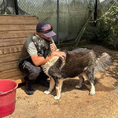 Vrijwilliger Jamie met een van de honden in de opvang in Griekenland
